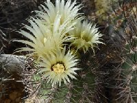 Neoporteria bulbocalyx marayesensis HV351 flo.JPG